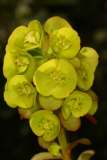 Euphorbia amygdaloides var. robbiae RCP04-06 (97).jpg